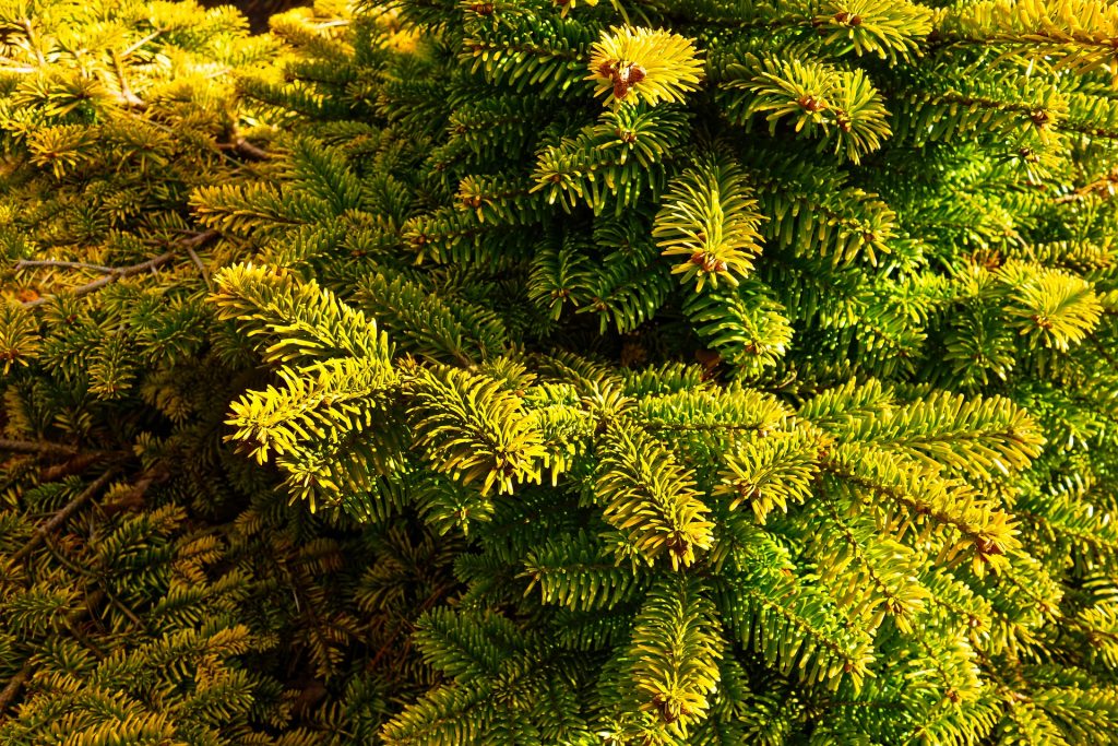 What Is Evergreen Content And Why You Should Love It